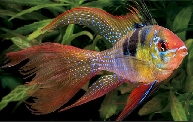 Deep Clean Brush Logo